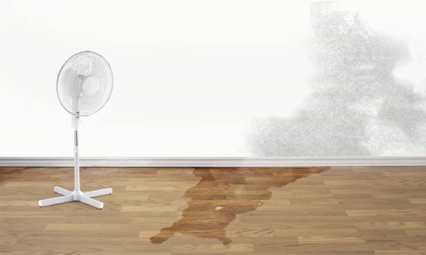 Best Mold removal after water damage  in Darien, WI